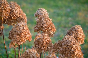 Dry Hydrangea Bushes in the Garden