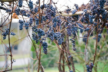 Grapes Hanging on Vines Beautifully