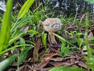 Obraz premium A singular toadstool grows in the wild amongst grass and leaf mulch