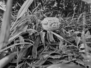 Black and white photo of a singular toadstool grows in the wild amongst grass and leaf mulch
