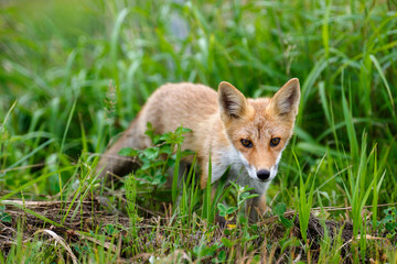 北海道の草むらに現れたキタキツネ（Vulpes vulpes schrencki） ― 野生動物の生態と自然環境の記録写真