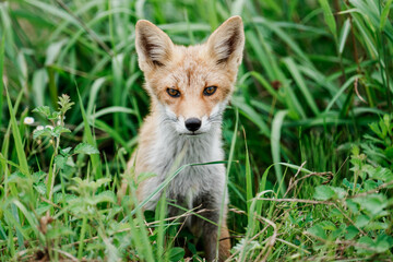 北海道の草むらに現れたキタキツネ（Vulpes vulpes schrencki） ― 野生動物の生態と自然環境の記録写真