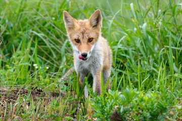 Ezo Red Fox (Vulpes vulpes schrencki) in Summer Grassland, Hokkaido, Japan