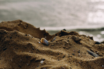 Seashells on the beach. Selective focus. nature.
