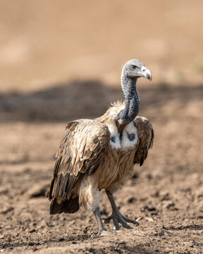Indian vulture or long billed vulture or Gyps indicus extreme closeup or portrait during wild safari at Ranthambore national park forest tiger reserve rajasthan india