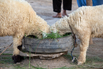 Two Sheep Eating Fresh Green Fodder from a Feeding Trough in a Rural Farm Setting