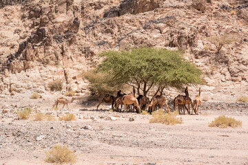 Herd of dromedaries resting in the shade of a tree beneath a rocky cliff