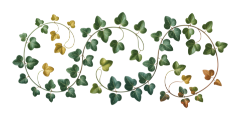 Intricate Twisting Ivy Vine with Lush Green, Yellow, and Brown Leaves in Elegant Swirling S-Shape Design, Isolated on Transparent and White Background