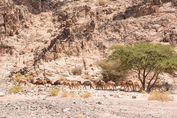 Herd of dromedaries walking in single file near a lone tree at the base of a rocky cliff