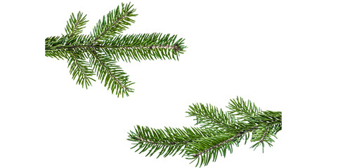 christmas tree branches of fir  for christmas decoration isolatd on transparent background for digital designs of cards for christmas greeting invitation 
