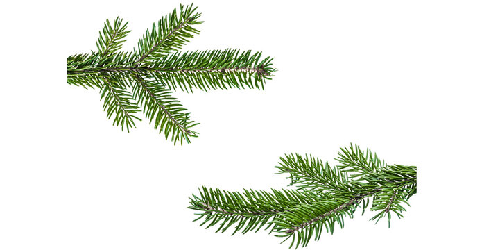 christmas tree branches of fir  for christmas decoration isolatd on transparent background for digital designs of cards for christmas greeting invitation 
