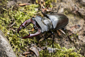 detail of a stag beetle in the wild