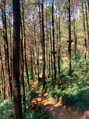 A sunlit forest scene featuring tall pine trees, a dirt trail, and a small wooden hut surrounded by lush green vegetation.