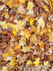 Forest floor covered with yellow and orange leaves, forest path full of leaves, brown oak leaves on the forest floor, colorful autumn