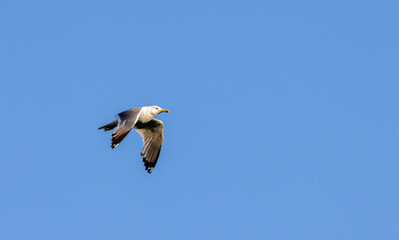 a large river gull in flight over a river
