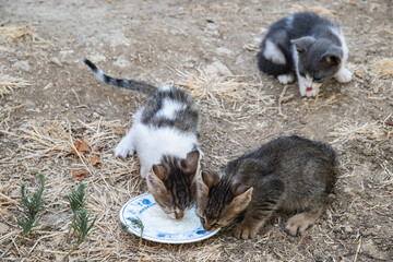 Young abandoned kittens share food outdoors, highlighting compassion, rescue efforts, and the importance of responsible pet adoption