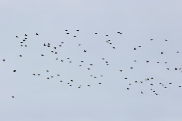 birds fly away in a large chaotic flock in the sky
