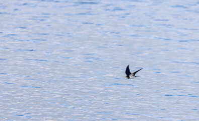 a black swallow flies over water rippled by the wind
