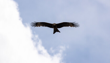 a large kite bird with brown plumage in flight
