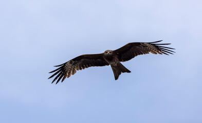 a large kite bird with brown plumage in flight

