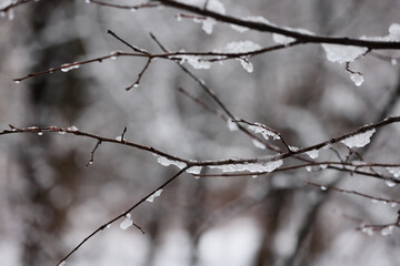 A Close-Up Of Thin, Bare Branches Coated With Wet Snow And Ice, With A Blurry, Moody Winter Forest Background.