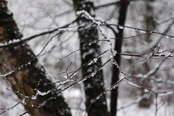 A Beautiful Macro Shot Of Bare Tree Branches Coated With Ice And Dripping Water During A Winter Thaw.