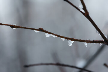 A Macro Shot Of A Thin, Bare Branch With Melting Snow And Icicles, A Concept Of Thaw And The Arrival Of Spring.