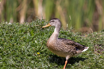 wild lake duck on green grass at noon

