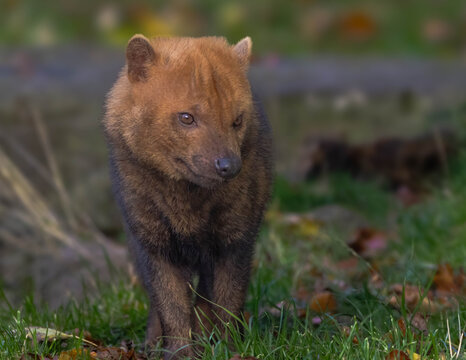 Bush Dog