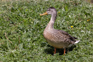 wild lake duck on green grass at noon
