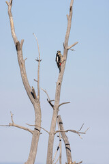 A woodpecker bird perched on a dry gray tree against the sky

