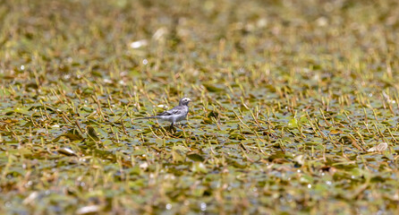 a small grey wagtail bird on the lake
