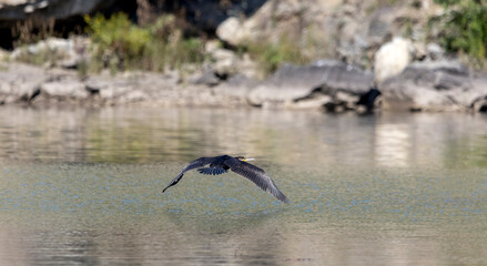 a black cormorant bird on a calm mountain river
