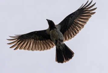 Obraz premium a black crow with outstretched wings in flight 