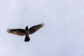 a black crow with outstretched wings in flight
