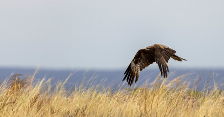 a large kite bird with brown plumage in flight
