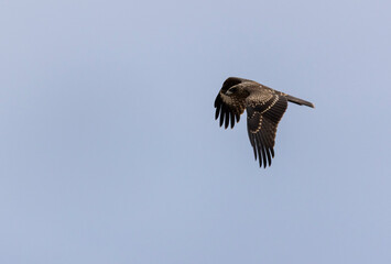 a large kite bird with brown plumage in flight
