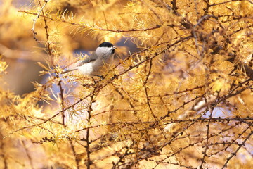 紅葉したカラマツの枝に止まったコガラ
