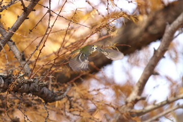 羽ばたくキクイタダキ