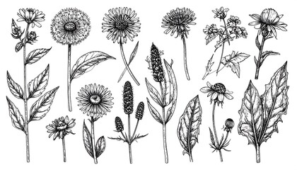 Botanical line art Various wildflowers & foliage, black ink on white, vintage-style, detailed sketches