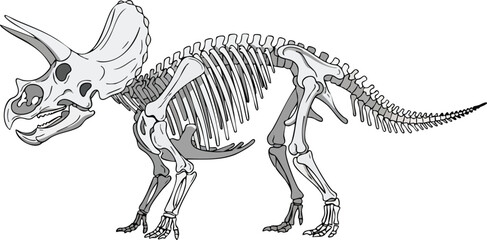 Triceratops Skeleton Illustration Prehistoric Anatomy