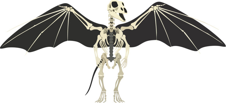 Mysterious Winged Creature Skeleton