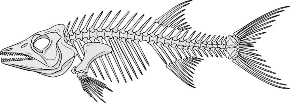 Fish Skeleton Illustration Anatomy and Structure