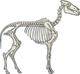 Horse Skeleton Illustration A Detailed Anatomical View © FRIDA STORE