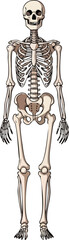 Anatomical Art Detailed Skeleton Illustration for Educational and Medical Purposes