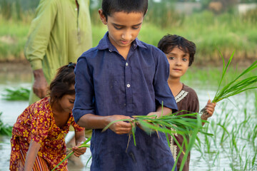 Children Planting Rice Seedlings Together in a Rural Field During Traditional Farming Season