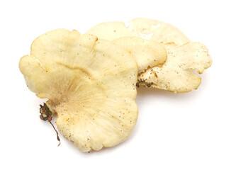Close-up of snail against white background,France 