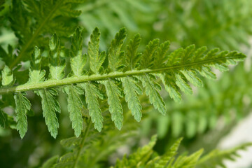 Fern-leaf yarrow leaves - Latin name - Achillea filipendulina
