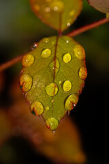 leaf with dew drops