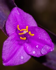 purple orchid flower